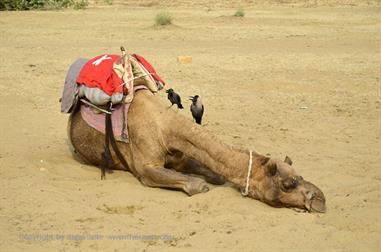 03 Camelride,_Sanddunes,_Kuri_DSC3369_b_H600